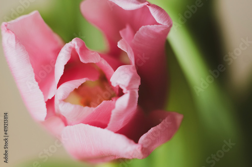 close-up  macro photo of a tulip. pistil and stamen