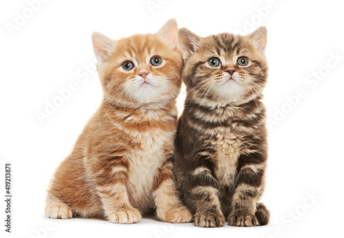 Two british shorthair brown and red kitten cat isolated