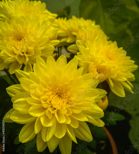 yellow chrysanthemum in the garden © Pratima