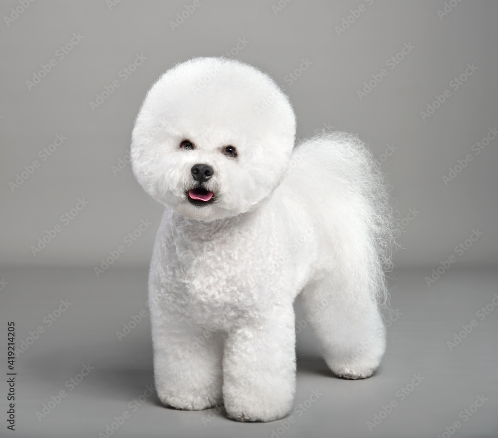 Funny white Bichon Frise Funny white Bichon Frise