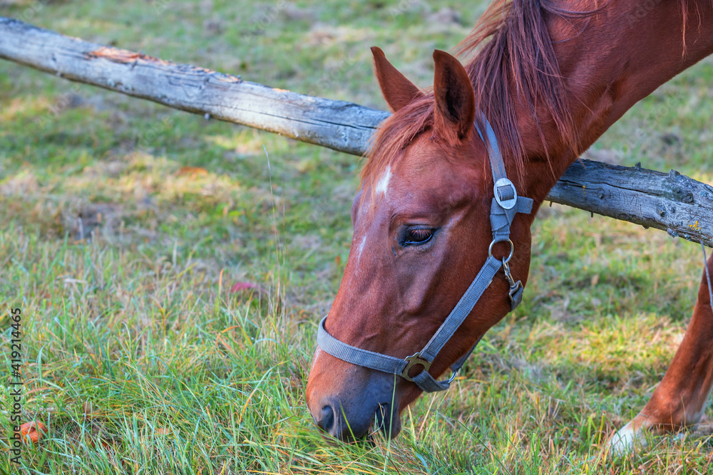 Fototapeta premium Portrait of the head of a brown horse in a corral.