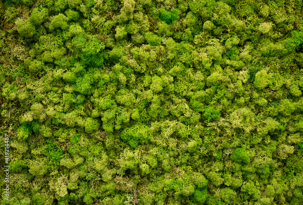 Natural moss in nature. Green moss background texture