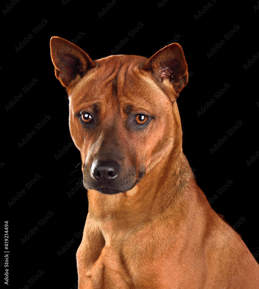 Portrait of  Thai Ridgeback dog