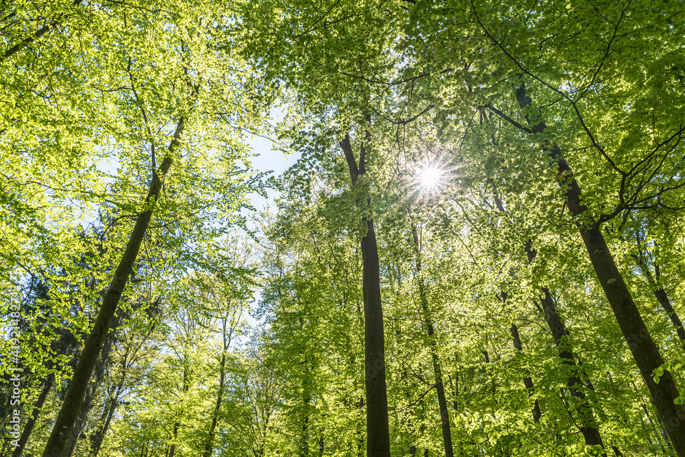 Beech forest in spring in the morning. The sun illuminates the lush green leaves. Beech forest in spring in the morning. The sun illuminates the lush green leaves.