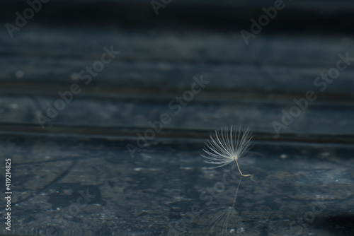 Single dandelion seed floating along. Reflection.