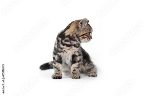 cat sitting on a white background