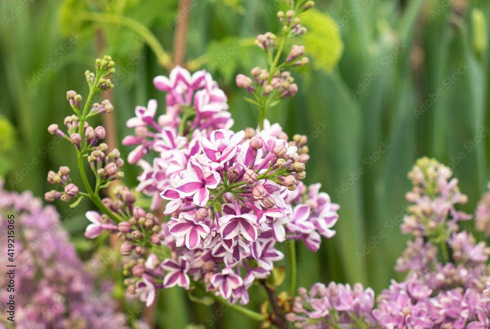 lilac flower in the garden in spring lilac flower in the garden in spring