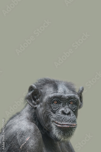 Print op canvas Cover page with a portrait of a happy adult Chimpanzee, smiling and thinking, closeup, details with copy space and solid background
