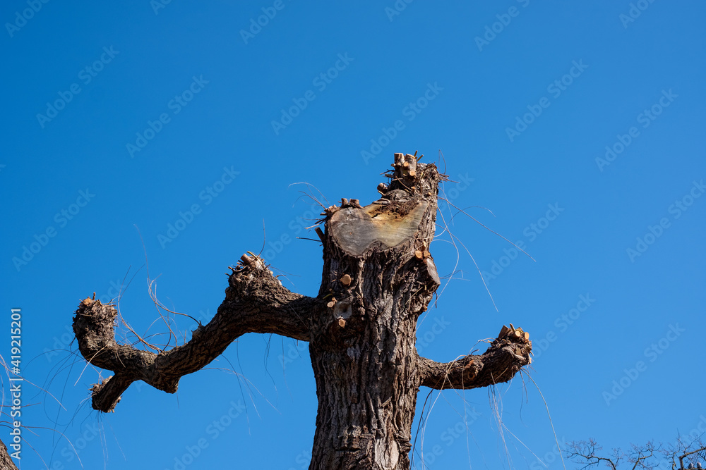 Tree in winter, looks like a man running. Tree in winter, looks like a man running.