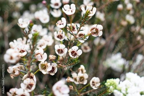 white chamelacium flowers in the garden photo