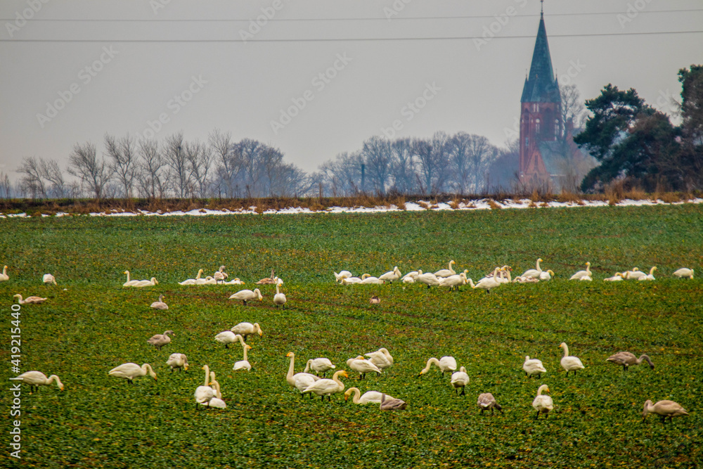Łabędzie i kościół