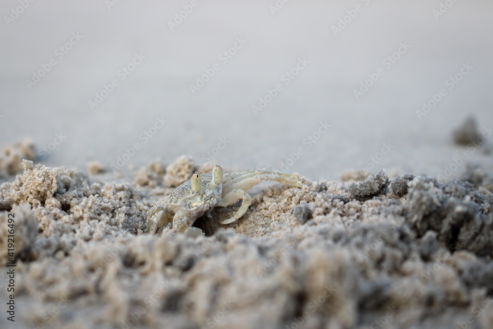 Ghost crabs walking on the beach with blurred sand is foreground. Ghost crabs walking on the beach with blurred sand is foreground.