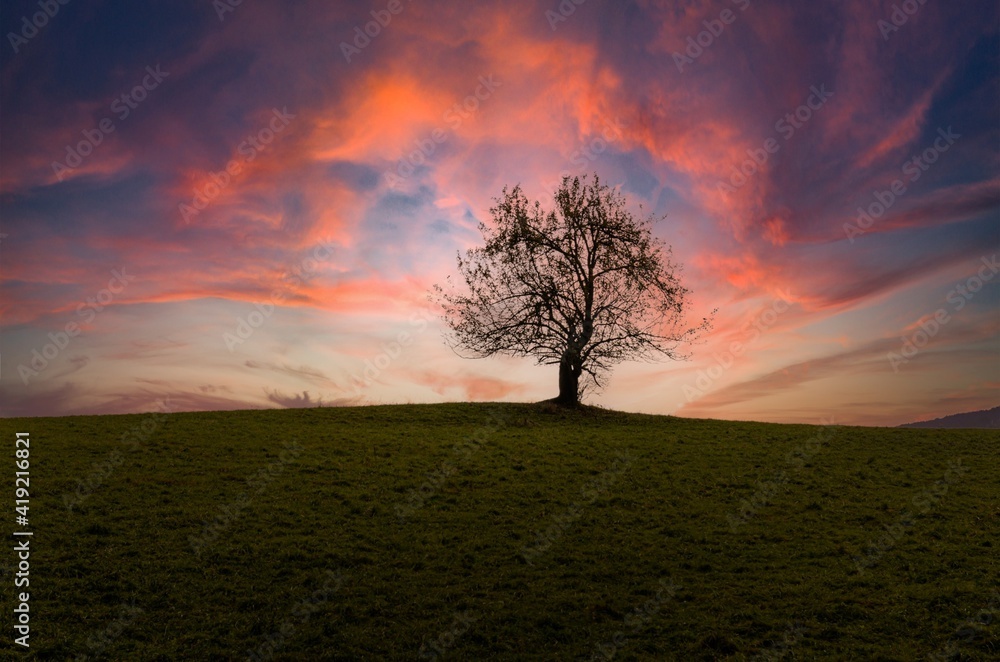 Naklejka premium Lonely tree in the countryside during sunset