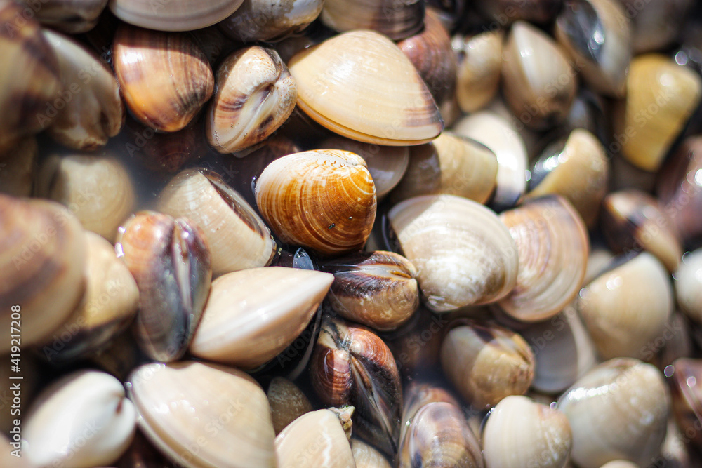 Many clams are sold in the market ,close-up photo. Many clams are sold in the market ,close-up photo.