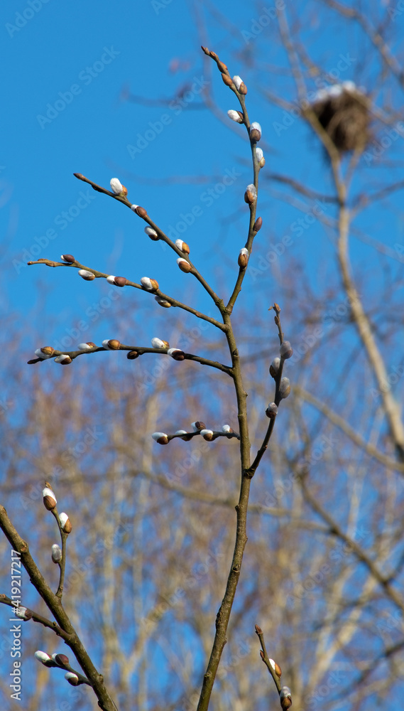 Erste Weidenkätzchen vor blauem Himmel mit Vogelnest im Hintergrund