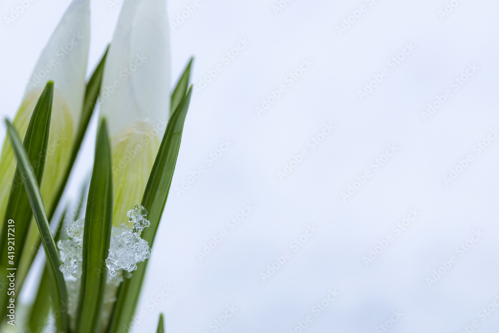 Fototapeta premium Spring freshness. Spring first flowers close up with the rest of melting snow. Beautiful white crocuses in the snow with copy space.