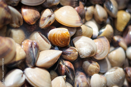 Many clams are sold in the market ,close-up photo.
