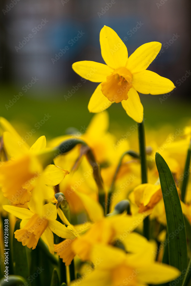 Daffodil Daffodil