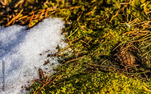 Obraz na płótnie Mech zima śnieg zbliżenie w salonie