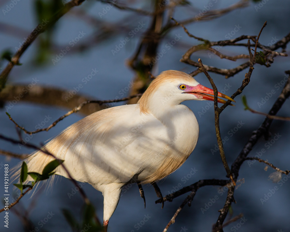 Obraz premium Cattle egret building a nest with plumage colors in South Florida nature preserve