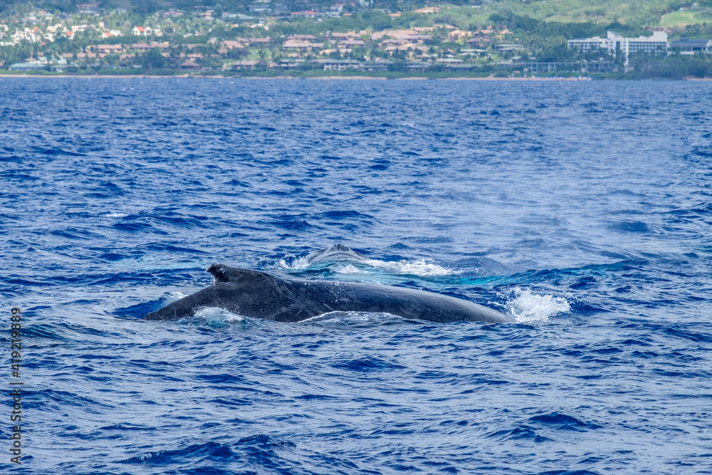 Naklejka premium Humpback whale, Maui, Hawaii, USA.