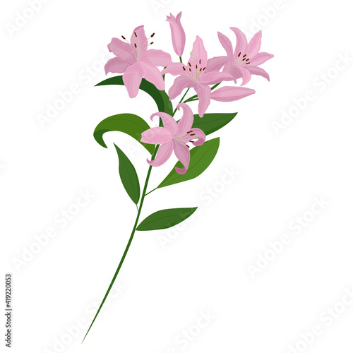 Vector bouquet. Light pink lilies. Vector set of flower elements. A colorful image.