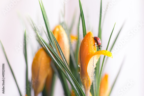 spring orange crocus flower with ladybug