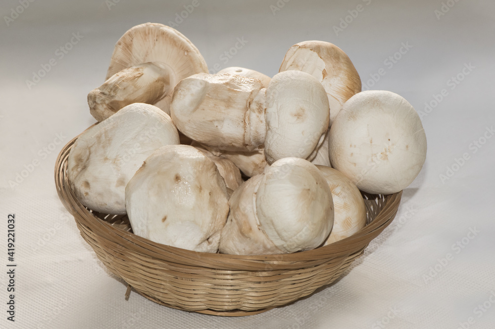 Amanita ponderosa mushroom of creamy white color with rusty tones, peeled for cooking, good edible, typical of the southwest of the Iberian Peninsula known there as 