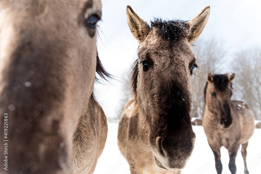 Beautiful close-up of wild horses in winter