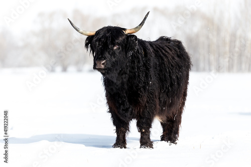 Beautiful black Scottish Highland wild Cow in winter in field
