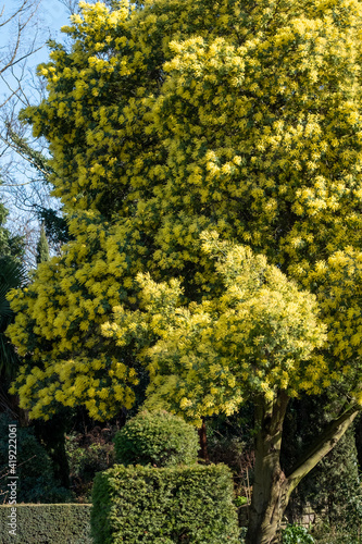 Tree with stunning yellow mimosa blossom, photographed in Regent's Park, London in spring.