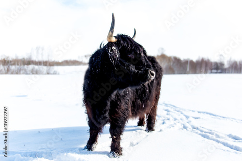 Beautiful black Scottish Highland wild Cow in winter in field