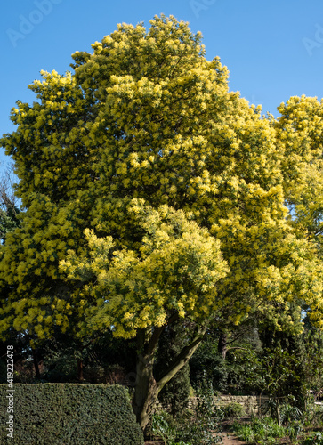 Yellow mimosa blossom, photographed in a London park in spring.