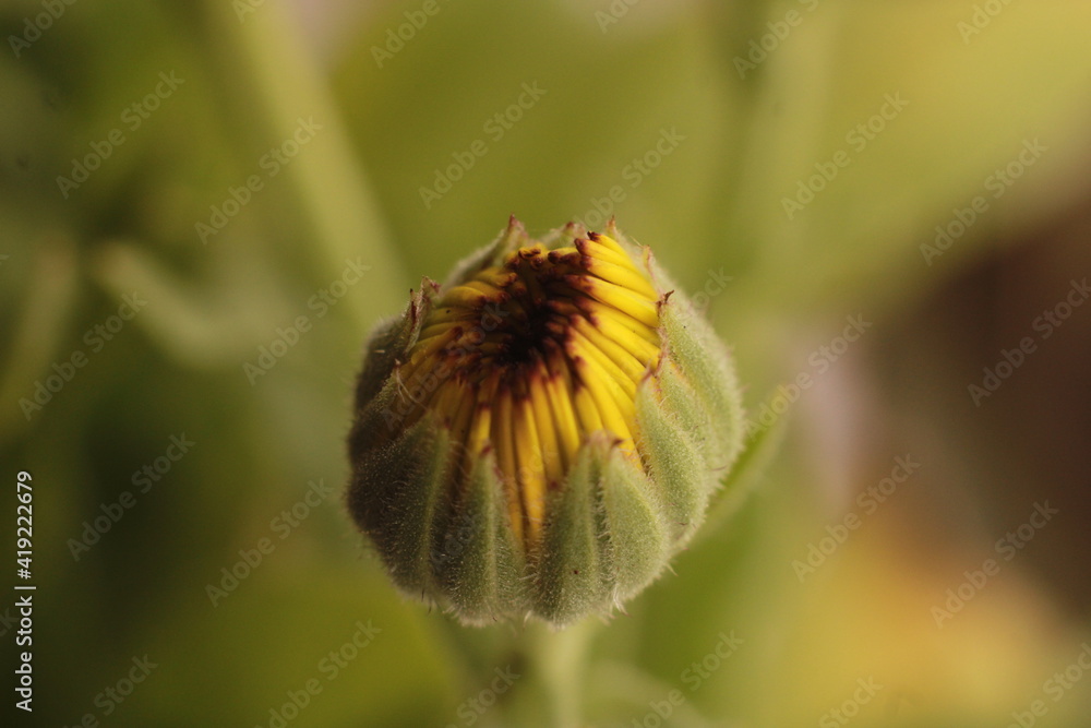 Beautiful Yellow Jarbera flower with bright colours. Flower background for seasons greetings Beautiful Yellow Jarbera flower with bright colours. Flower background for seasons greetings