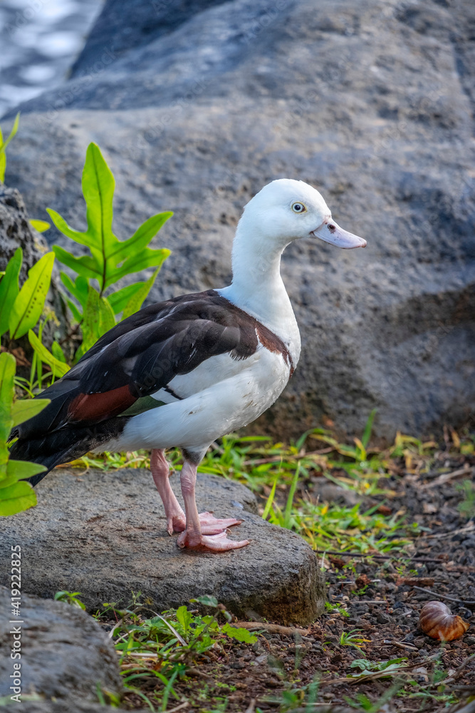 Obraz premium Black and white duck