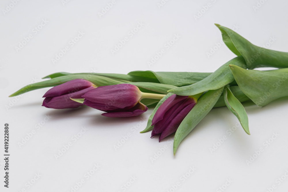 beauty, nature, selective focus, lilac, petal, tulips, grass, dark, tender, burgundy, green, photo, summer, tulip, leaf, flower, narrow-petaled, purple, garden, fresh, needle, no people, open, head, f beauty, nature, selective focus, lilac, petal, tulips, grass, dark, tender, burgundy, green, photo, summer, tulip, leaf, flower, narrow-petaled, purple, garden, fresh, needle, no people, open, head, f