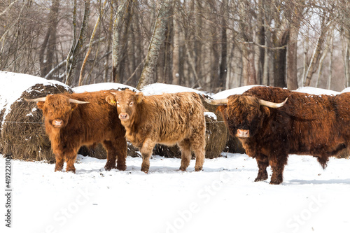 Beautiful Scottish Highland wild Cow in winter in field