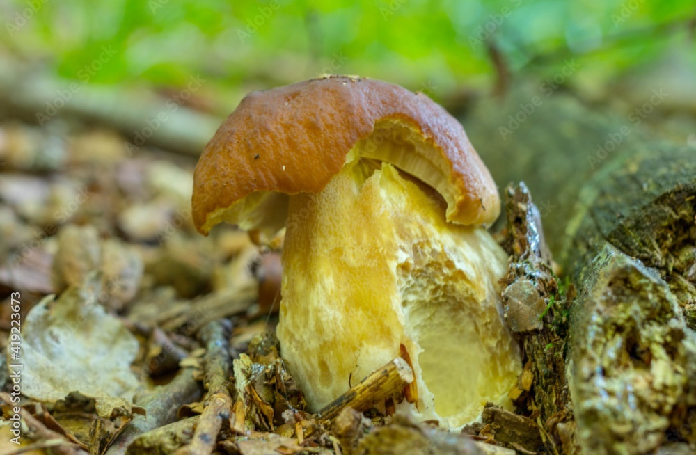 Grzyb prawdziwek las jesień