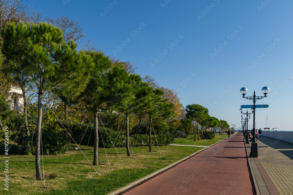 Row of young Italian Stone pine (Pinus pinea), umbrella or parasol pine on Olympic Embankment in in Sirius. New village in Imereti lowland near famous resort town Sochi in south of Russia.