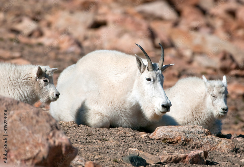 Mountain Goat Family resting at Yellowstone National Park, Wyoming. USA Mountain Goat Family resting at Yellowstone National Park, Wyoming. USA