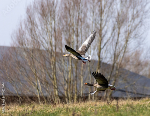 Greylag geese’s in flight. © Robert L Parker