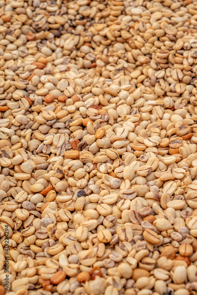 Kauai Coffee beans drying, Kauai, Hawaii, USA. Kauai Coffee beans drying, Kauai, Hawaii, USA.