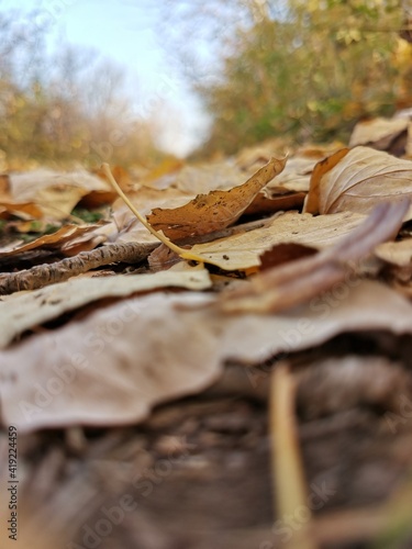 fallen autumn leaves