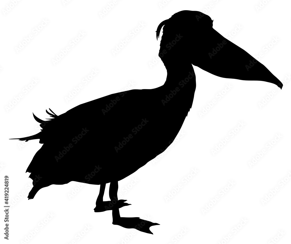 Obraz premium pelican bird silhouette vector