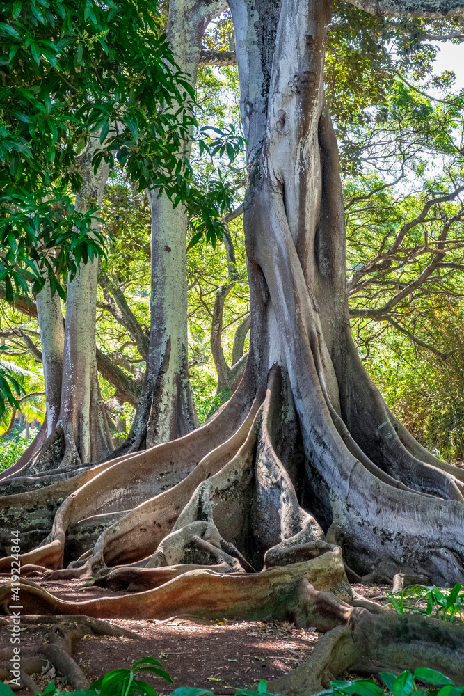 Moreton Bay Fig tree, Kauai, Hawaii, USA.