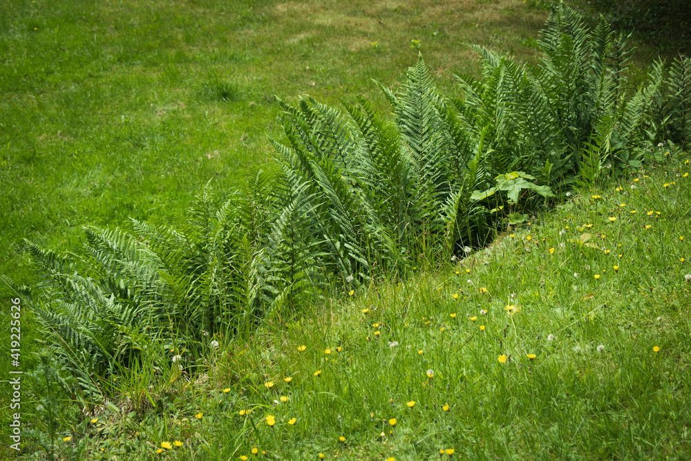 Obraz premium Farn Gras