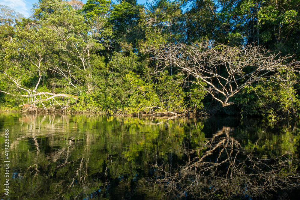 Obraz premium Lake in the Cuyabeno Natural Reserve, Amazon Rainforest, Ecuador
