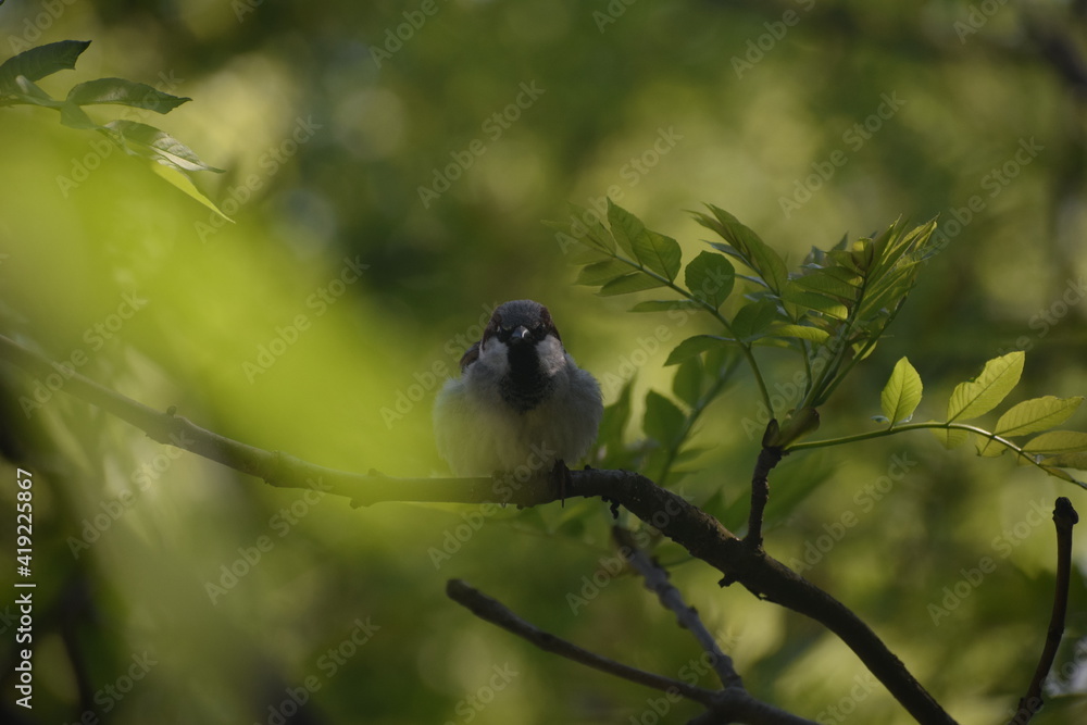 Obraz premium Birdy 1