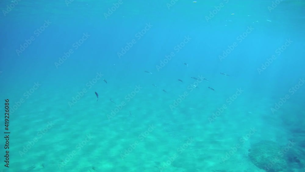 Underwater chasing group of small fish in blue clear waters of Ionian Sea in Greece. Diving, watching fish deep in wild sea Underwater chasing group of small fish in blue clear waters of Ionian Sea in Greece. Diving, watching fish deep in wild sea