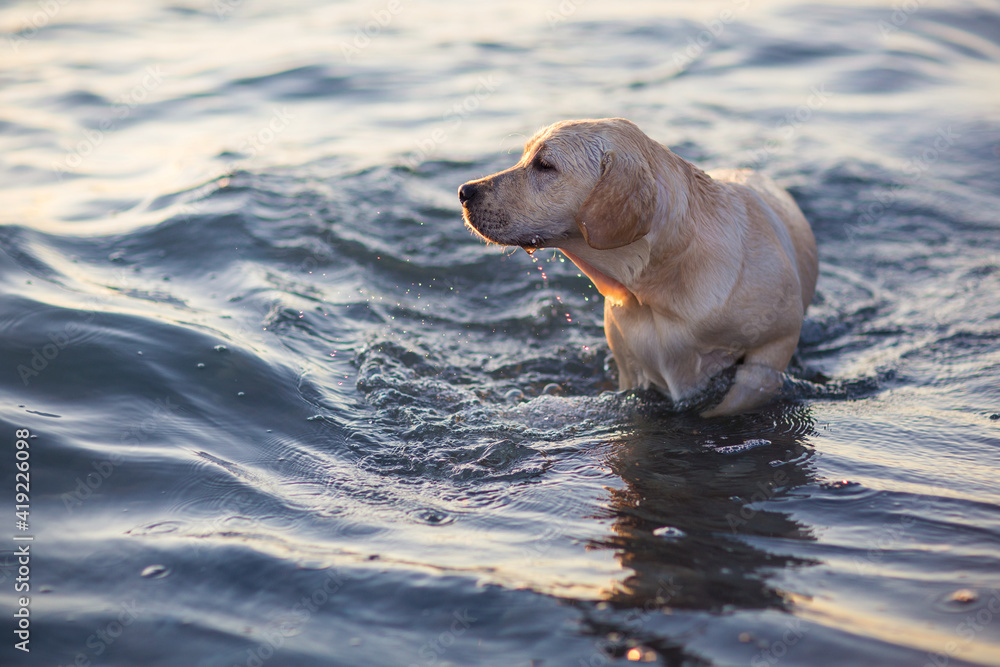 dog labrador on the seashore at sunset